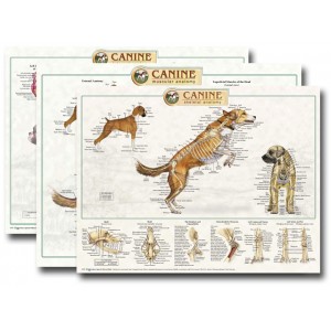Canine Anatomy Chart Posters