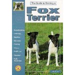 The Guide To Owning a Fox Terrier